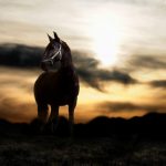 free horse wallpapers for computer - wallpaper cave