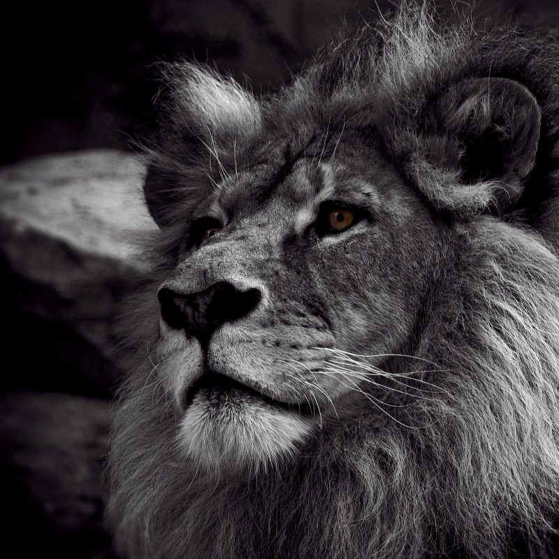 10 Most Popular Black And White Lion Background FULL HD 1080p For PC Desktop 2022 free download free lion black and white wallpapers high resolution long wallpapers 800x800
