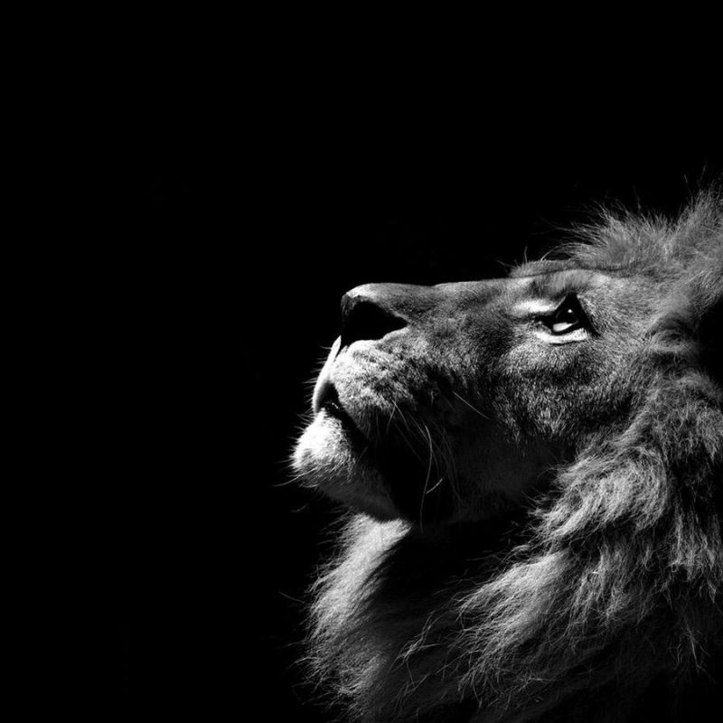 10 Most Popular Black And White Lion Background FULL HD 1080p For PC Desktop 2022 free download free lion black and white wallpapers long wallpapers 800x800