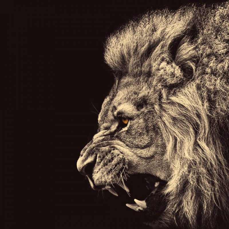 10 Latest Lion Desktop Wallpaper Hd FULL HD 1080p For PC Background 2022 free download free lion wallpaper high quality long wallpapers 800x800