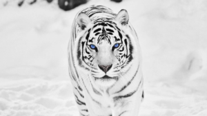 free pics of white tigers | high resolution wild animal white tiger