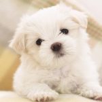 free puppy wallpapers for computer - wallpaper cave