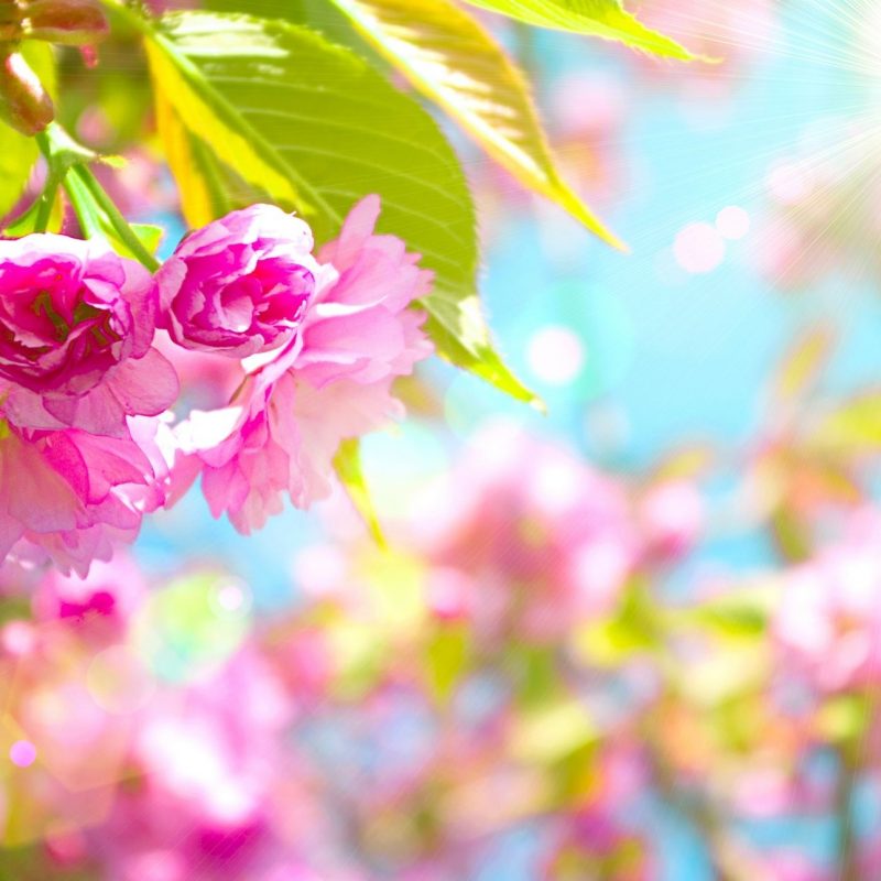 10 Most Popular Spring Desktop Wallpaper Hd FULL HD 1080p For PC Background 2022 free download free spring desktop wallpaper spring 79 free wallpapers free 4 800x800