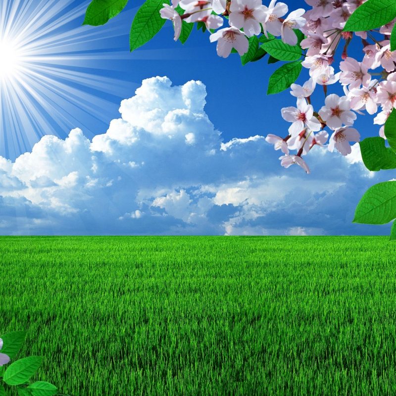 10 New Free Spring Backgrounds For Computer FULL HD 1920×1080 For PC Background 2022 free download free spring desktop wallpapers backgrounds wallpapersafari best 5 800x800
