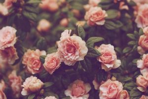 free vintage flower picture « long wallpapers