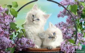 free wallpaper - free animal wallpaper - cute animals 1 wallpaper