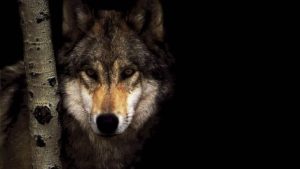 free wolf wallpapers high quality « long wallpapers