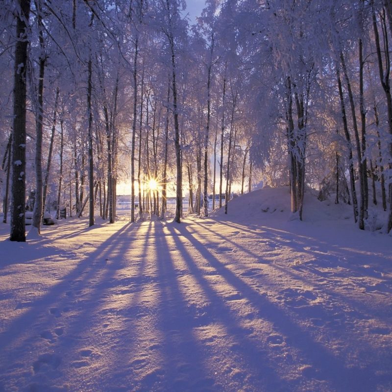 10 New Free Winter Screensaver Pictures FULL HD 1920×1080 For PC Background 2022 free download frozen forest winter wallpaper pc wallpaper wallpaperlepi 800x800