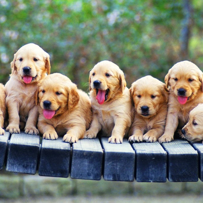10 Top Puppies Wallpapers Free Download FULL HD 1080p For PC Background 2022 free download full hd images free download 800x800