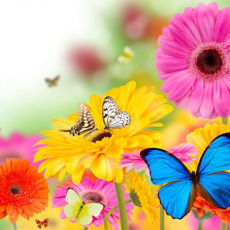 10 Latest Flowers And Butterflies Wallpaper FULL HD 1080p For PC Desktop 2023 free download funmozar spring flowers and butterflies wallpapers butterflies 800x800