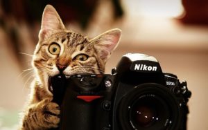 funny cat desktop wallpapers - wallpaper cave