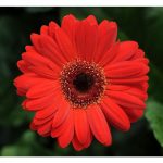 gerber daisy-vigqrtgerd - the home depot