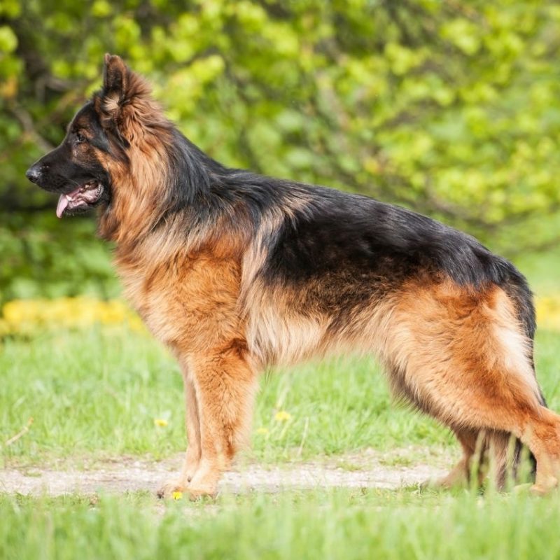 10 Most Popular German Shepherd Dog Images Hd FULL HD 1920×1080 For PC Background 2022 free download german shepherd dog breed animal pictures free download 800x800