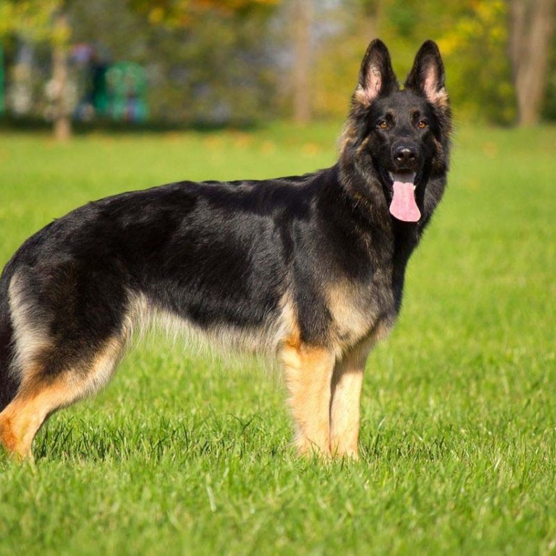 10 Most Popular German Shepherd Dog Images Hd FULL HD 1920×1080 For PC Background 2022 free download german shepherd dog hd and wallpaper images of desktop pics dogs 800x800