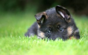 german shepherd (puppy, lie, grass, green) hd dog wallpaper