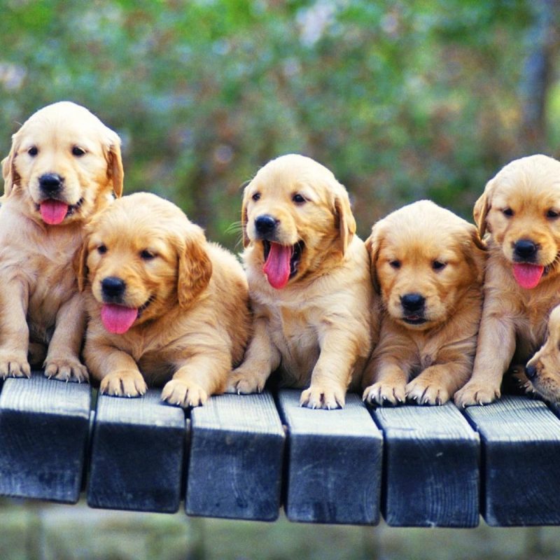 10 New Golden Retriever Puppies Wallpaper FULL HD 1920×1080 For PC Background 2022 free download golden retriever puppies wallpaper 85182 800x800