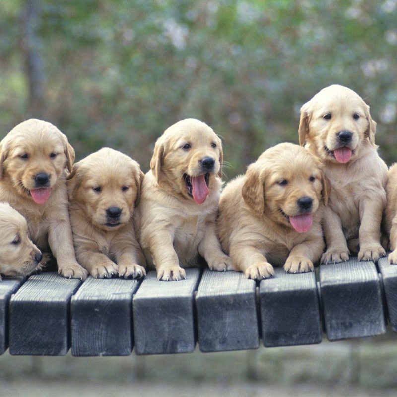 10 New Golden Retriever Puppies Wallpaper FULL HD 1920×1080 For PC Background 2022 free download golden retriever puppies wallpaper animal wallpapers 48522 800x800