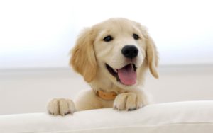 golden retriever puppy wallpapers | hd wallpapers | id #5009