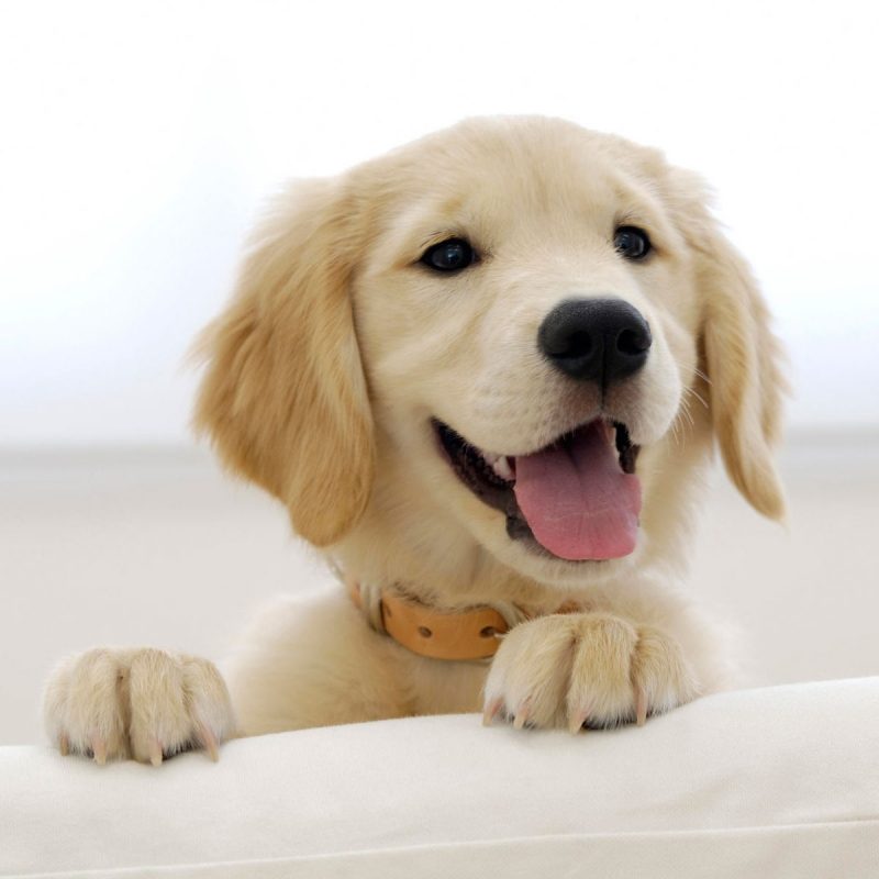 10 New Golden Retriever Puppies Wallpaper FULL HD 1920×1080 For PC Background 2023 free download golden retriever puppy wallpapers hd wallpapers id 5009 800x800