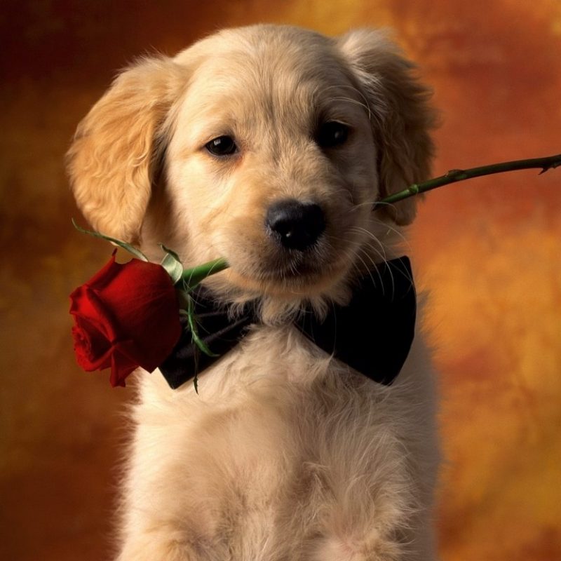 10 New Golden Retriever Puppies Wallpaper FULL HD 1920×1080 For PC Background 2022 free download golden retriever puppy with rose photo and wallpaper beautiful 800x800