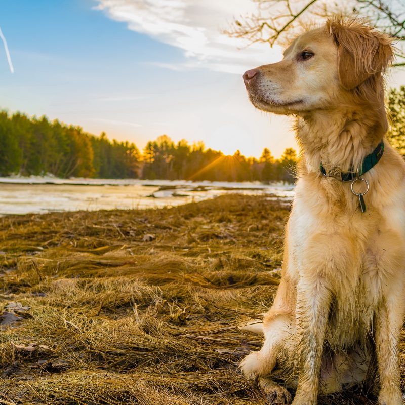 10 Latest Dog Backgrounds For Computer FULL HD 1080p For PC Background 2022 free download golden retriever wallpapers pictures images 800x800