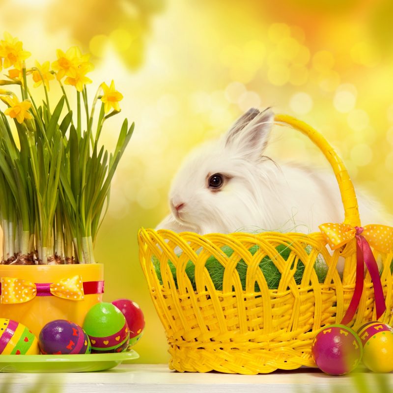 10 Top Happy Easter Images Hd FULL HD 1080p For PC Background 2023 free download happy easter bunny e29da4 4k hd desktop wallpaper for 4k ultra hd tv 800x800