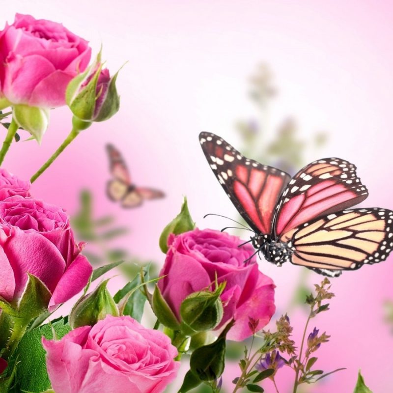 10 Latest Flowers And Butterflies Wallpaper FULL HD 1080p For PC Desktop 2022 free download hd adoring pink butterflies wallpaper fd pinterest images of flowers 800x800