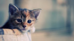 hd cat wallpapers 1920x1080 - google keresés | catttttt | pinterest