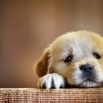 hd cute puppy wallpaper - 2018 cute screensavers