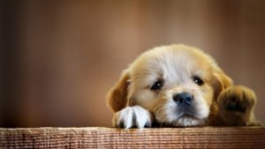 hd cute puppy wallpaper - 2018 cute screensavers