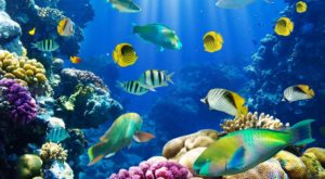 hd fish wallpapers: find best latest hd fish wallpapers in hd for