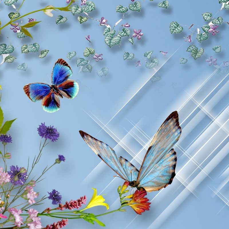 10 Most Popular Wallpapers Butterfly Free Download FULL HD 1080p For PC Background 2022 free download hd free download butterfly wallpaper 800x800