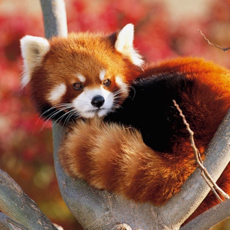 10 Latest Red Panda Wallpaper 1920X1080 FULL HD 1920×1080 For PC Desktop 2024 free download hd red panda wallpapers live red panda wallpapers py49 wp 800x800