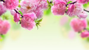 hd spring wallpapers for desktop - wallpaper cave