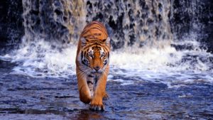 hd-wallpapers-1080p-tiger-5 (1920×1080) | walks | pinterest