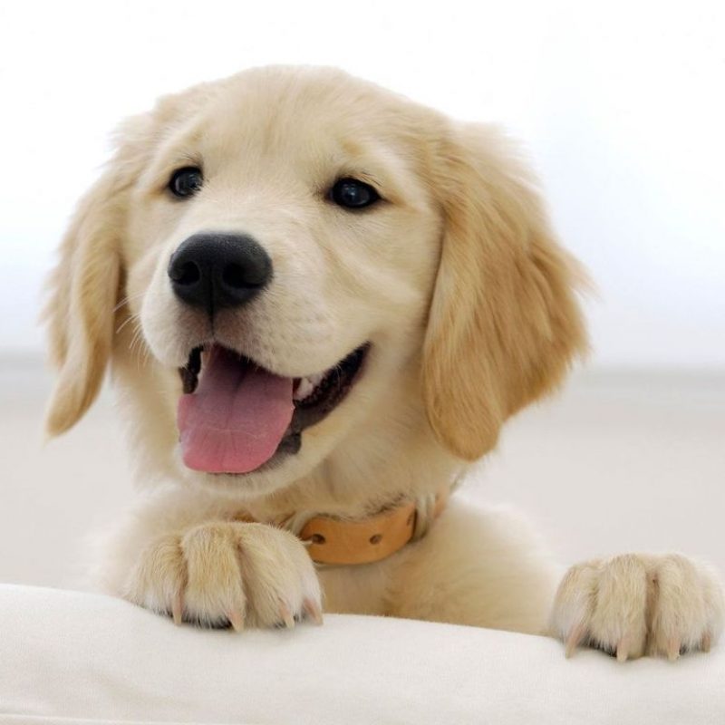 10 New Golden Retriever Puppies Wallpaper FULL HD 1920×1080 For PC Background 2022 free download high quality golden retriever puppy wallpaper full hd pictures 800x800