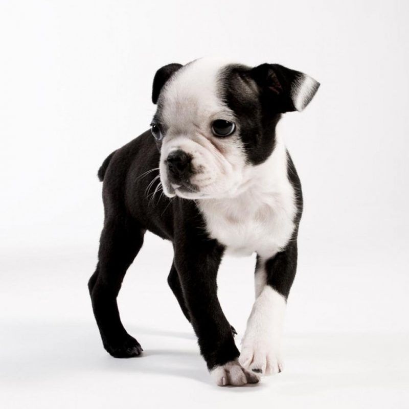 10 Latest Boston Terrier Wall Paper FULL HD 1920×1080 For PC Desktop 2022 free download high resolution wallpaper of a boston terrier puppy 800x800