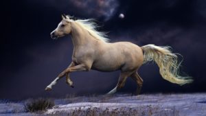 horse wallpapers | best wallpapers