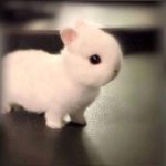 how adorable is this little baby bunny? he's so tiny and cute he