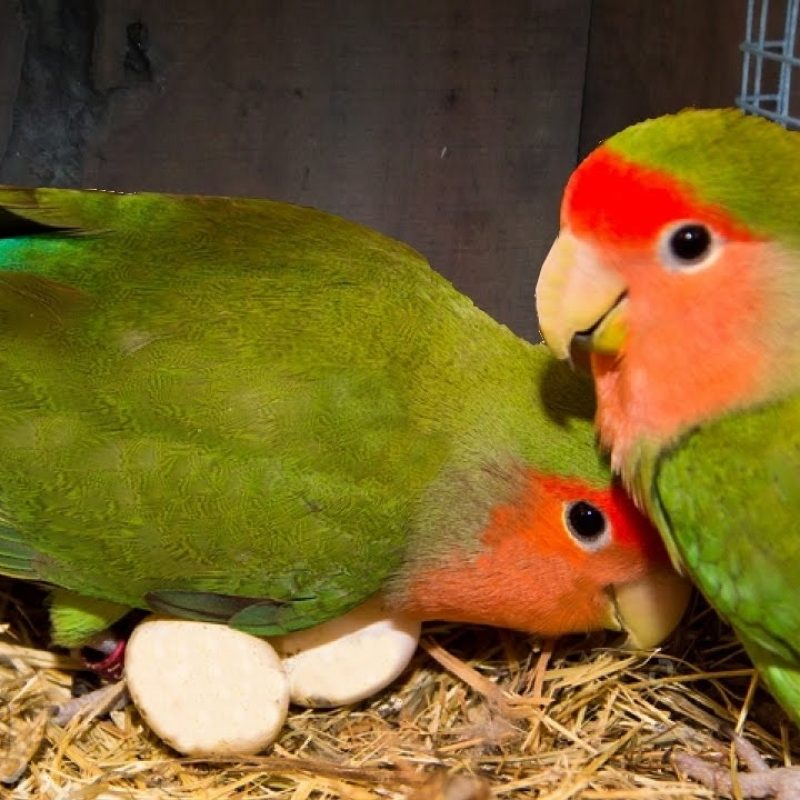 10 Top Images Of Love Bird FULL HD 1920×1080 For PC Background 2022 free download how to breed your lovebirds youtube 800x800