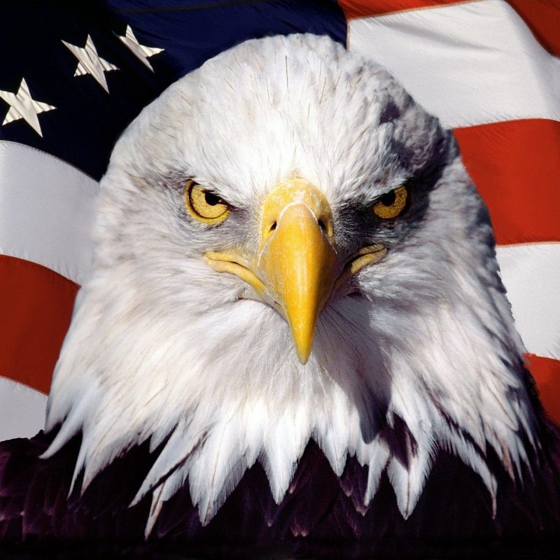 10 Latest Usa Flag Eagle Wallpaper FULL HD 1920×1080 For PC Background 2022 free download i am american google images eagle and bald eagle 800x800