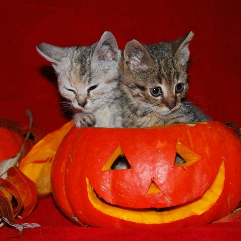 10 Top Cute Cat Halloween Wallpaper FULL HD 1920×1080 For PC Background 2022 free download image detail for cute halloween kitties wallpaper autumn 800x800