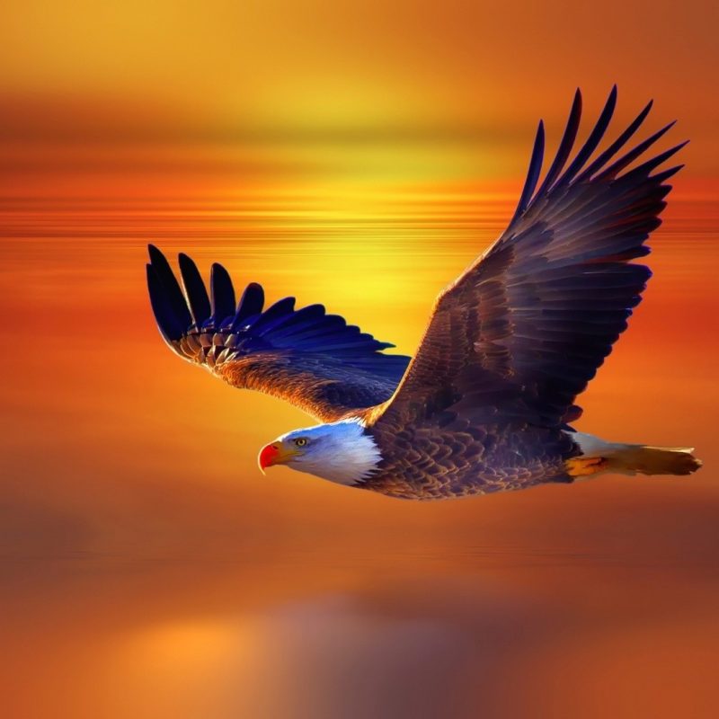 10 Best Flying Eagle Wallpaper Desktop FULL HD 1080p For PC Background 2022 free download image for eagle wallpaper free wallpaper wiki 800x800