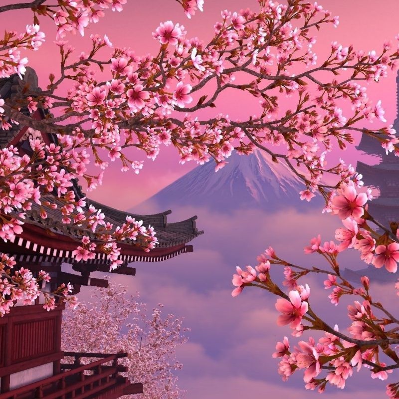 10 Best Cherry Blossom Desktop Backgrounds FULL HD 1080p For PC Background 2022 free download image for japan sakura wallpaper desktop background 65zs6 natura 1 800x800
