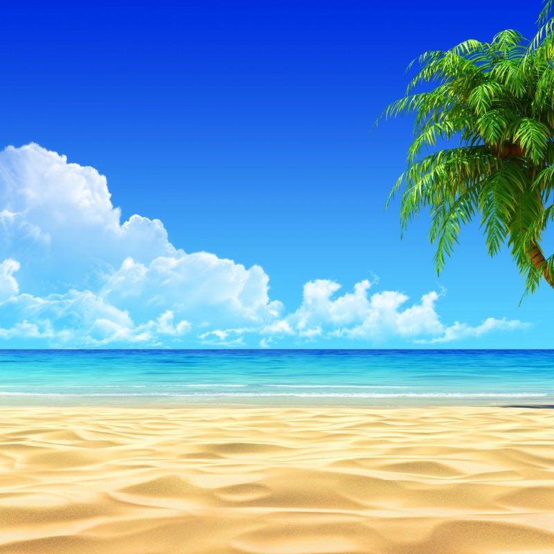 10 Top Beach And Palm Tree Wallpaper FULL HD 1920×1080 For PC Background 2023 free download image for tropical beaches with palm trees wallpapers desktop 4 800x800