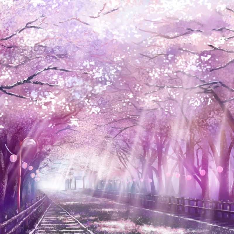 10 Most Popular Cherry Blossom Tree Anime Wallpaper FULL HD 1080p For PC Desktop 2023 free download image from http pcwallart images cherry blossom tree anime 1 800x800