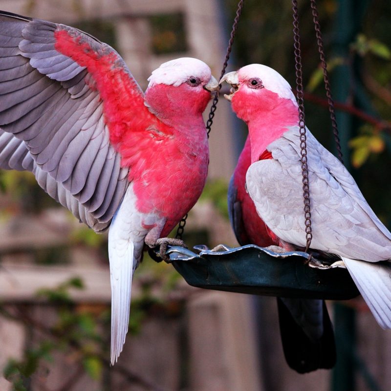 10 Top Images Of Love Bird FULL HD 1920×1080 For PC Background 2023 free download images of love birds and wallpaper 800x800