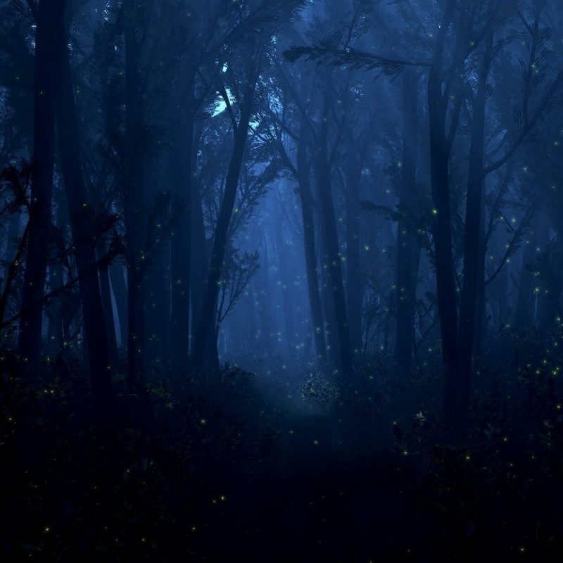 10 Top Woods At Night Wallpaper FULL HD 1920×1080 For PC Background 2022 free download in the woods at night mystical fantasy enchanting beautiful 800x800