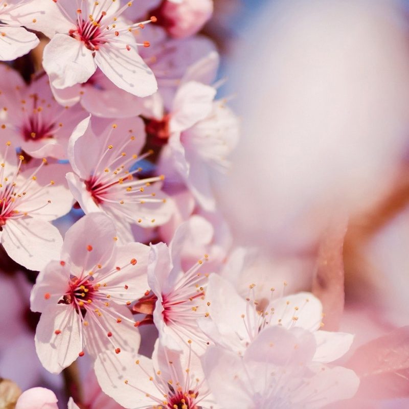10 Best Cherry Blossom Iphone Background FULL HD 1920×1080 For PC Background 2023 free download iphone 6 cherry blossom wallpaper 968 full hd wallpaper desktop 800x800