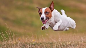 jack russell terrier wallpapers - wallpaper cave